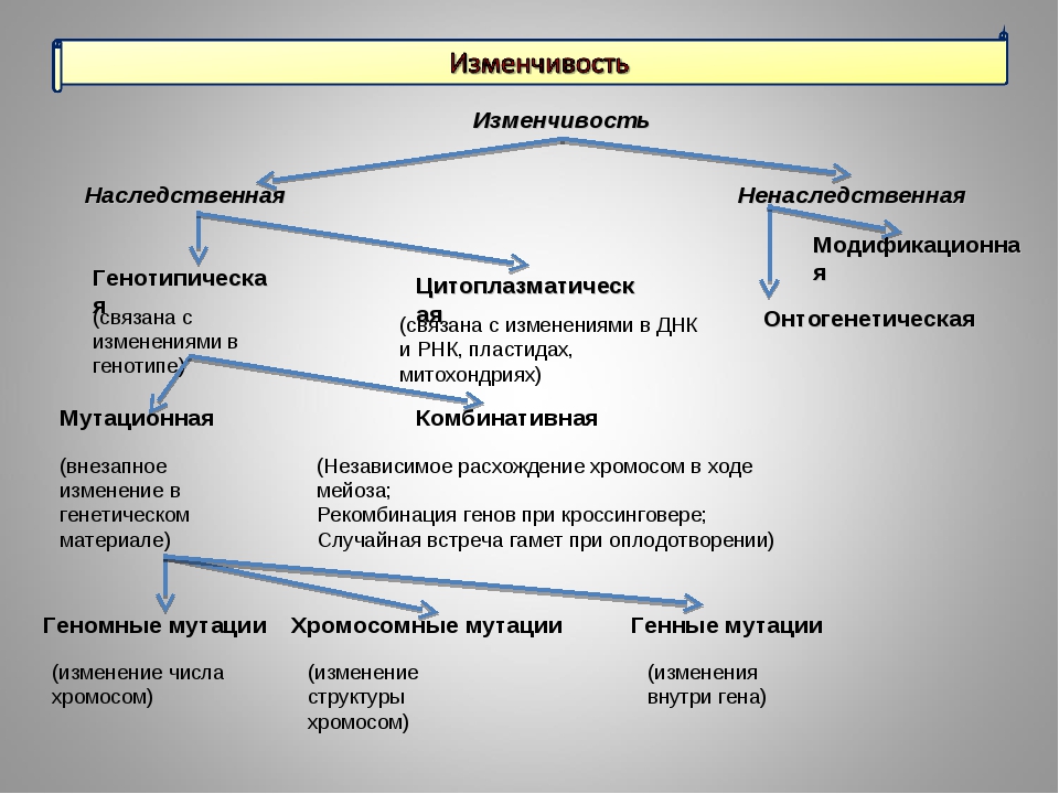 План по теме наследование