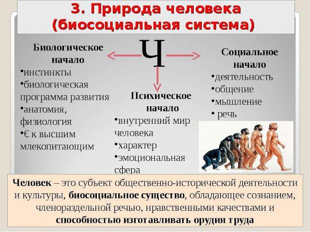 План по обществознанию егэ биосоциальная сущность человека