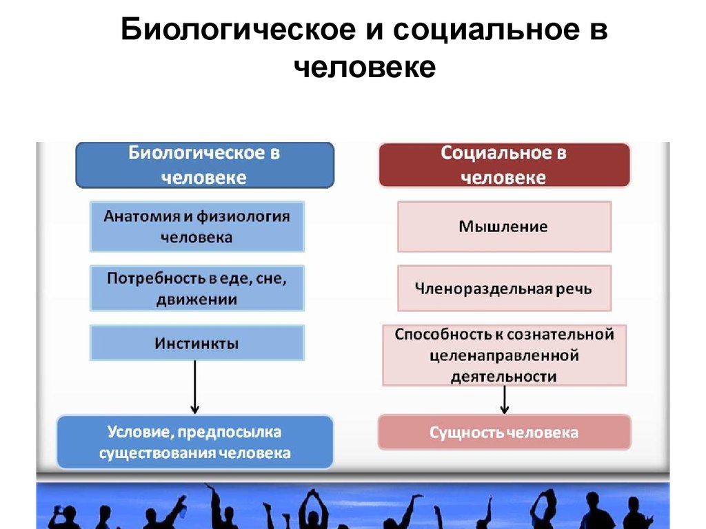 Презентация биологическое и социальное в человеке огэ обществознание