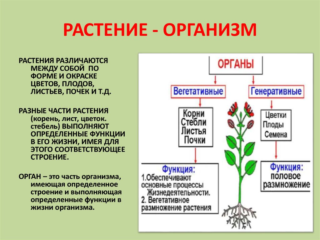 Ученик выполнял проект по биологии какие признаки