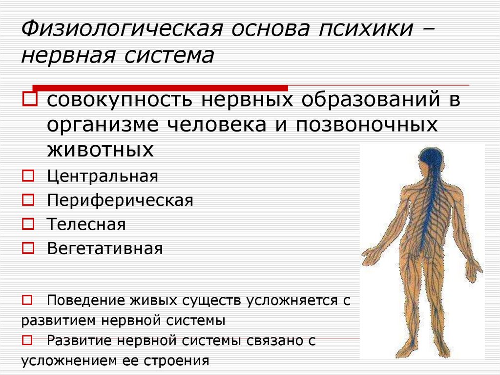 Презентация на тему психика и поведение человека