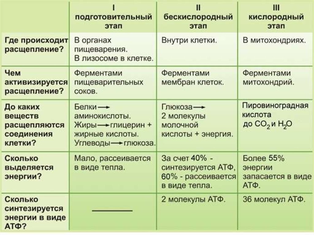 Общая схема энергетического обмена