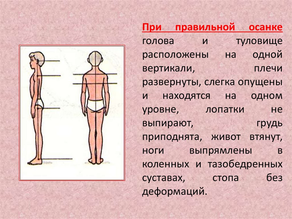 Значение правильной осанки в жизни человека проект