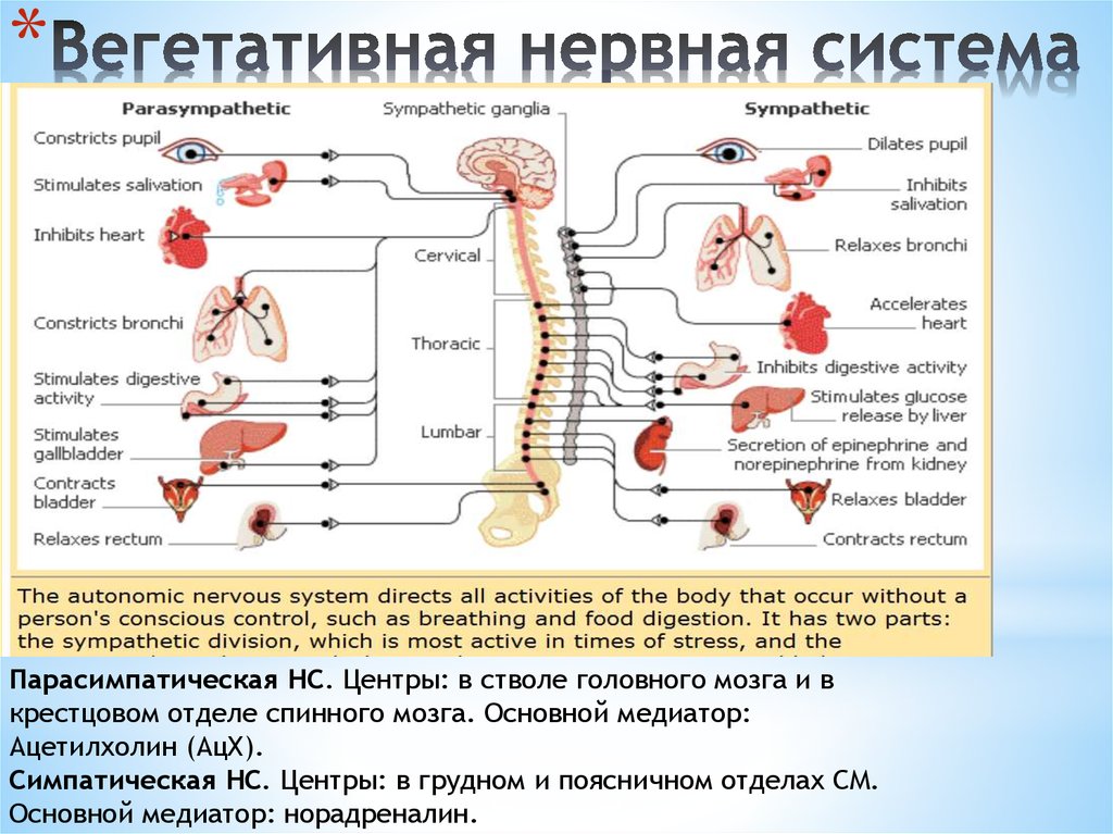 Нервный отдел и функции парасимпатической