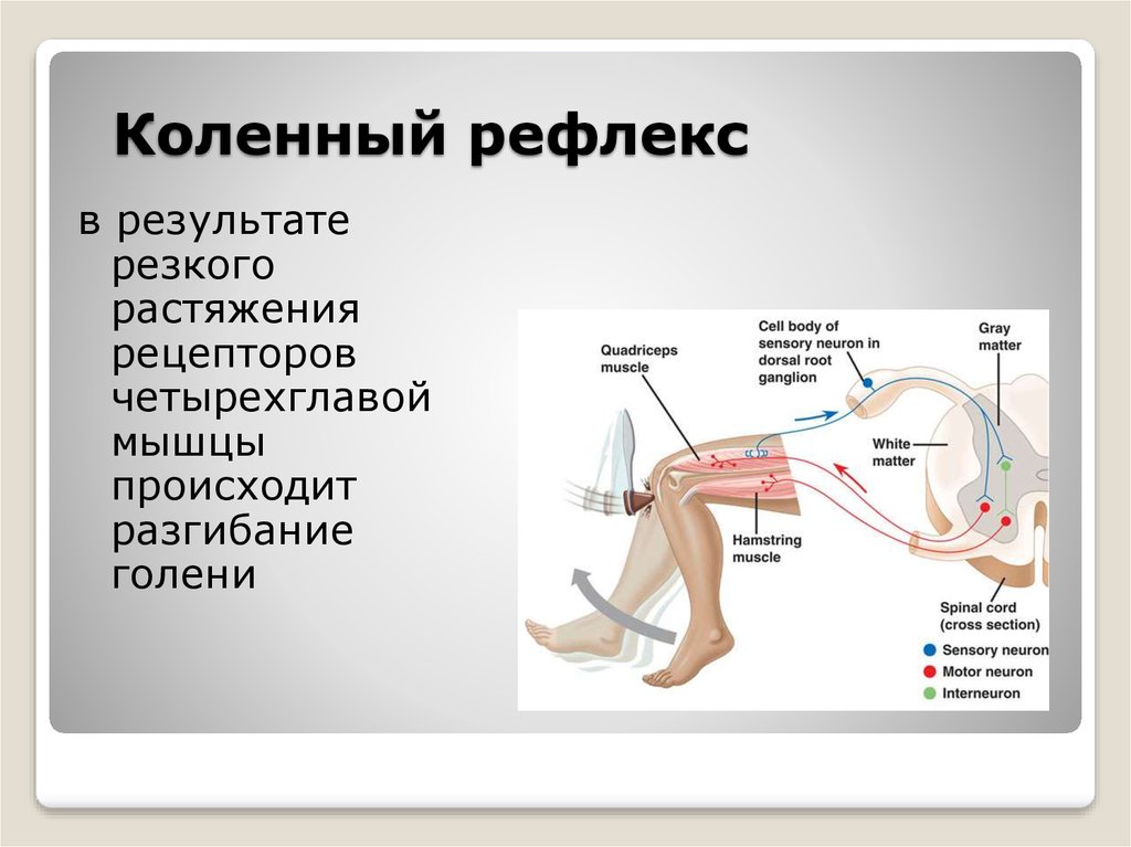 Схема виды рефлексов биология 8 класс