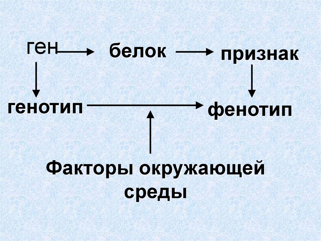 Взаимодействие генотипа и среды презентация 10 класс