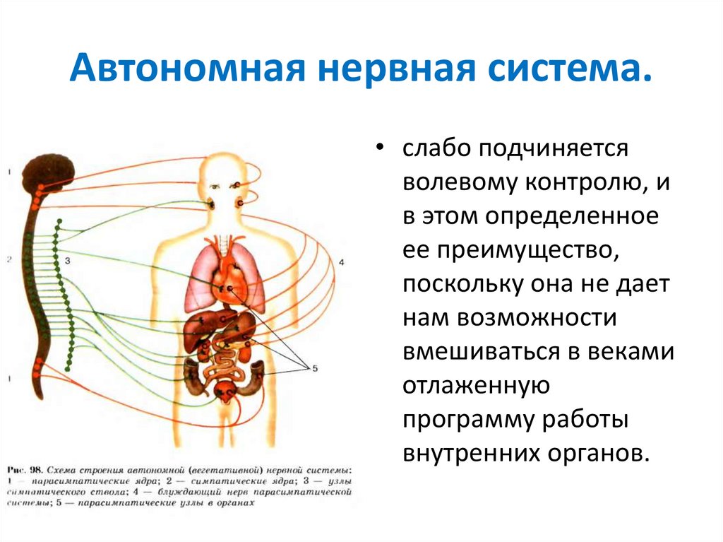 Схема строения вегетативной нервной системы