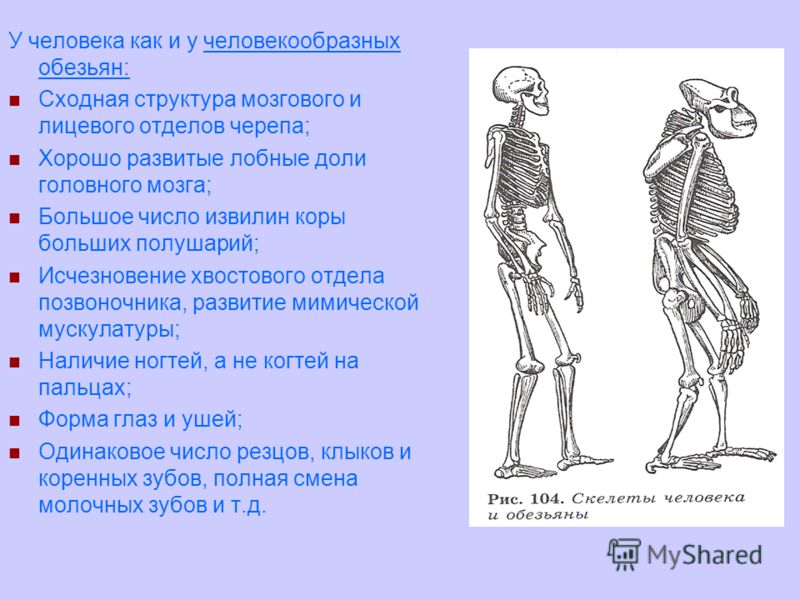 Что отличает человека от человекообразных обезьян общий план строения