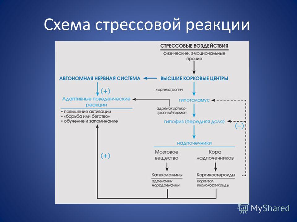 Стрессовая реакция это. Схема развития стрессовой реакции. Схема реализации стрессовой реакции. Стресс реакция схема. Механизм развития стресс реакции.