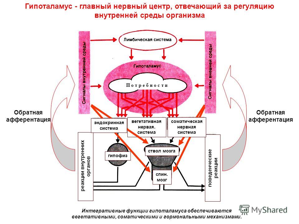 Регуляция вегетативной нервной системой гипоталамусом заполните структурно логическую схему