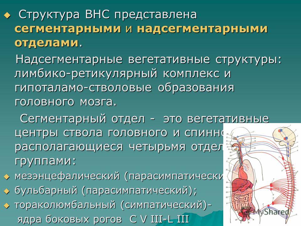 Деятельность вегетативной системы осуществляется. Надсегментарные отделы вегетативной нервной системы. Сегментарные и надсегментарные отделы ВНС. Строение автономной нервной системы.