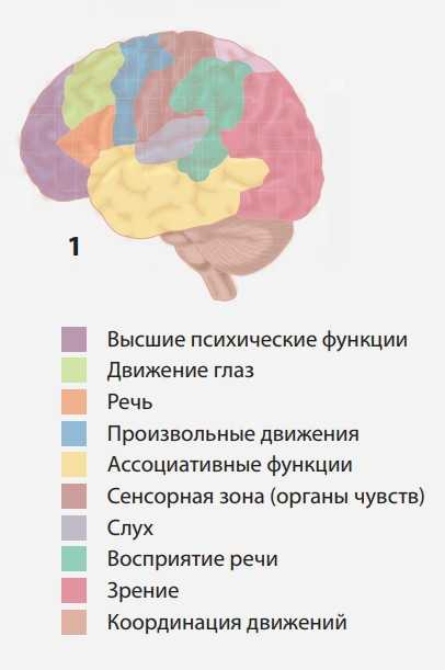 Схемы психических функций. Высшие психические функции (ВПФ). Локализация функций ВПФ схема. Виды ВПФ. Высшие и низшие психические функции.