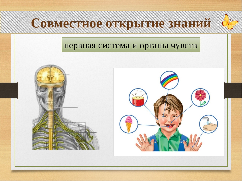 Окружающий мир 3 класс нервная система человека. Система органов чувств. Нервная система и органы чувств. Нервная система и органы чувств система человека. Органы чувств схема.