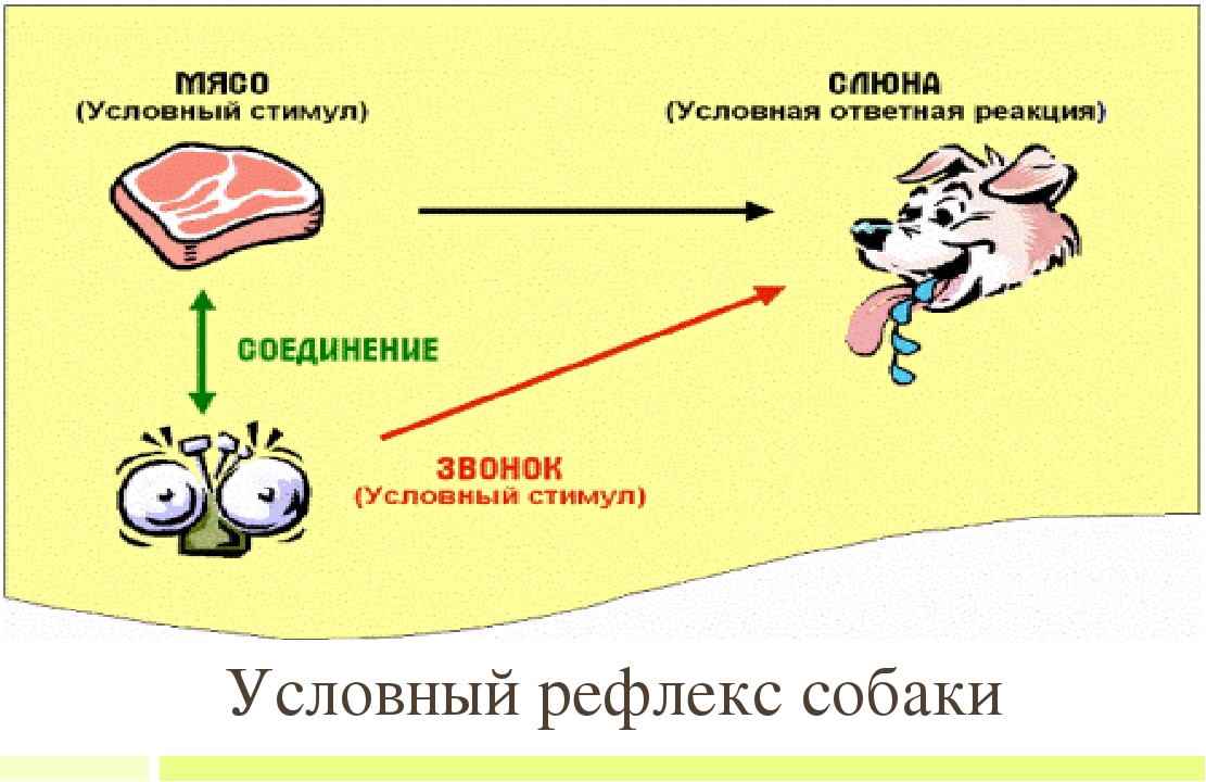 Примеры условных рефлексов. Условный рефлекс это в биологии кратко. Условный рефлекс это в биологии 8 класс. Условный и безусловный рефлекс рисунок. Условные и безусловные рефлексы кратко и понятно.