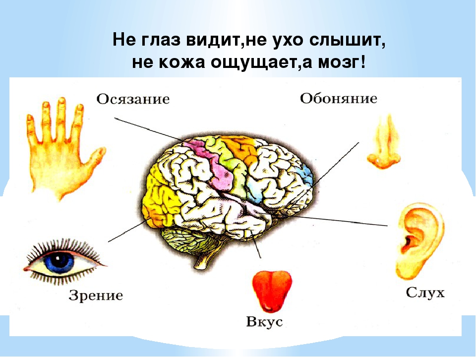 Мозг и органы чувств. Осязание обоняние зрение слух вкус. Органы чувств человека. Органы чувств человека мозг. Анализаторы обоняния и вкуса