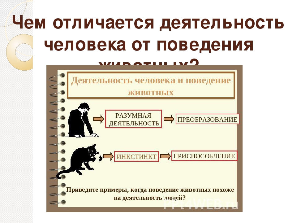 Отличия человека от поведения животных. Чем деятельность человека отличается от поведения животных. Отличия деятельности человека от животного. Отличие деятельности человека от активности животных. Различие деятельности человека и животного.