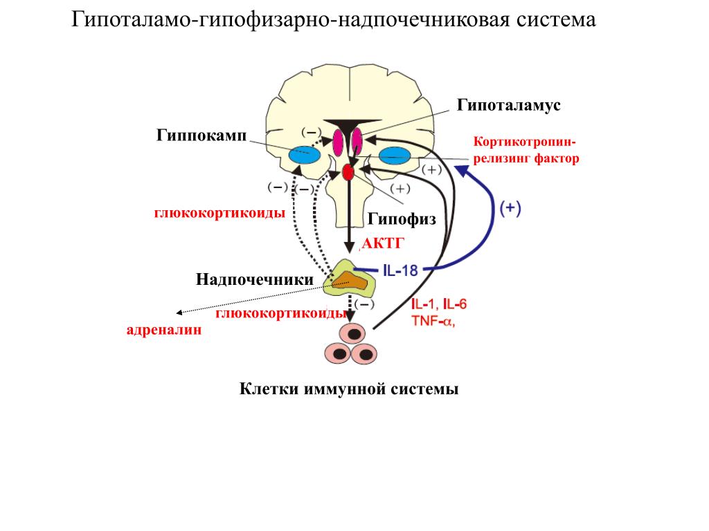 Гормоны стресса надпочечников. Гипоталамус гипофиз надпочечники ось. Схема действия гипоталамо-гипофизарной системы гормоны.