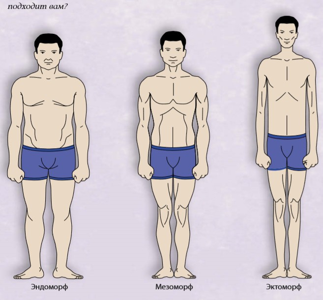 Эндоморф телосложение: Твой тип телосложения: Эктоморф, Мезоморф или ...